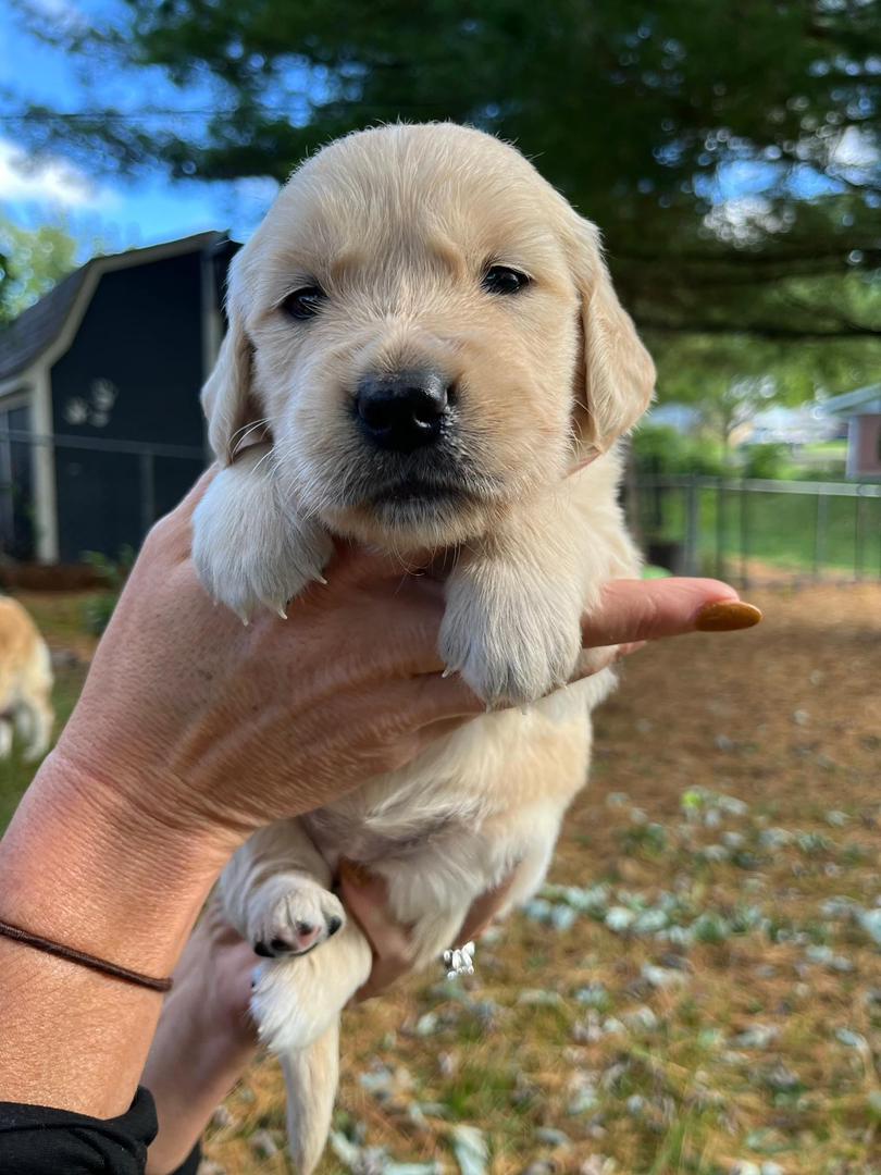 Adorable Golden Retriever Puppies for Sale!