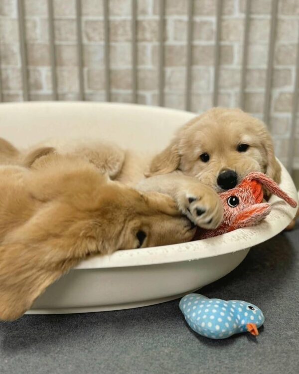 AKC Golden Retriever Puppies