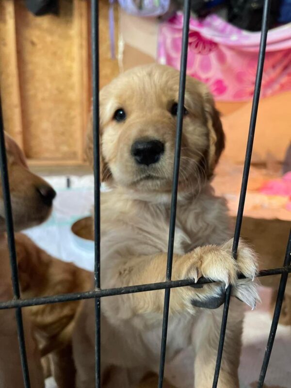 Golden Retriever Puppies