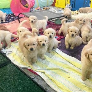 Adorable Golden Retriever Puppies