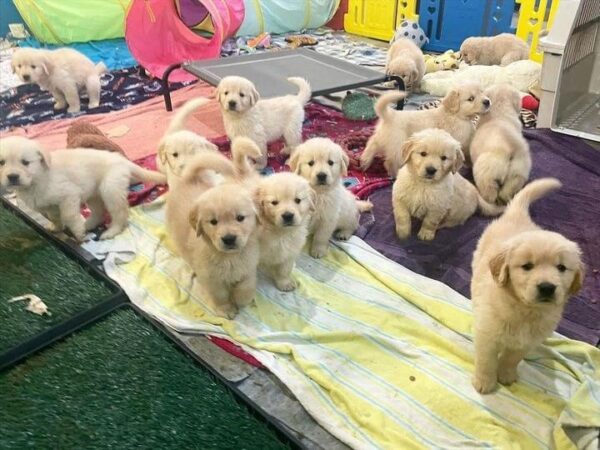 Adorable Golden Retriever Puppies