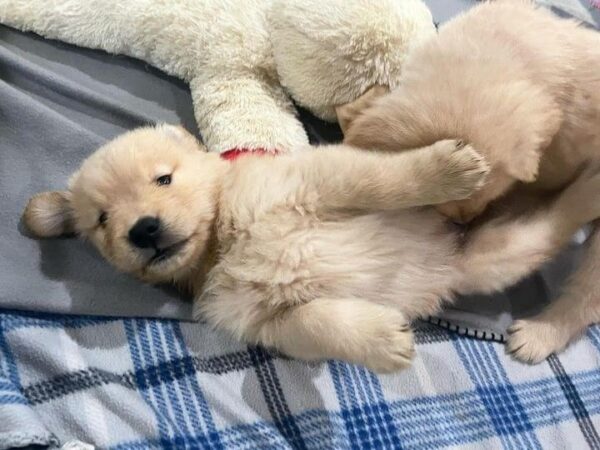 Adorable Golden Retriever Puppies - Image 3