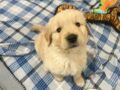 Golden retriever puppies for sale