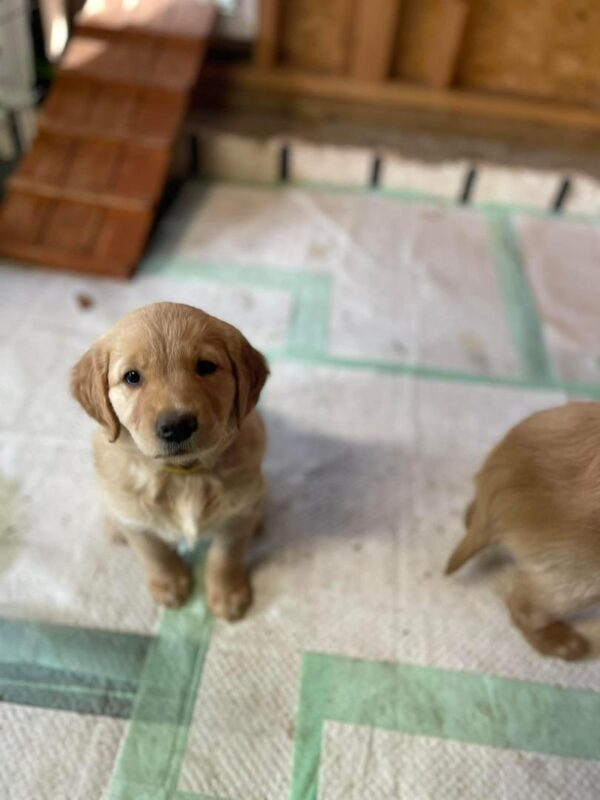 Golden Retriever Puppies