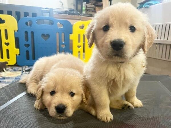 Adorable Golden Retriever Puppies - Image 5