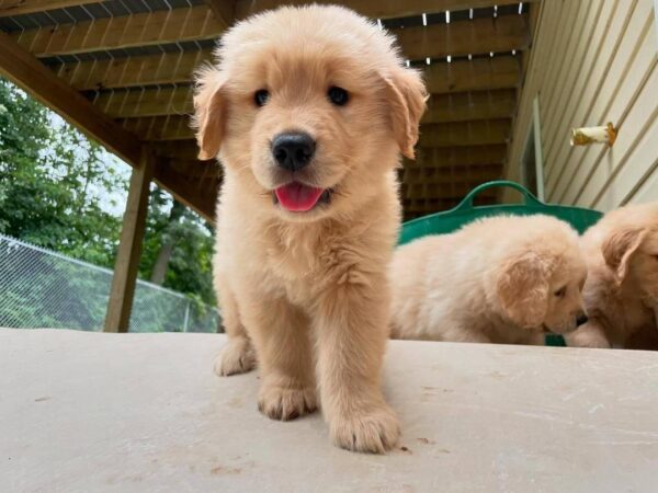 AKC Golden Retriever Puppies - Image 4