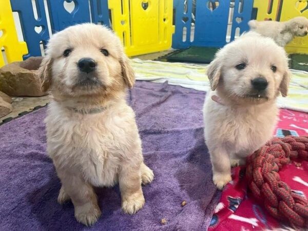 Adorable Golden Retriever Puppies - Image 4