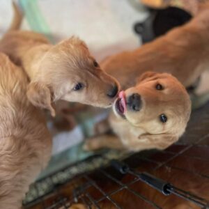 Golden Retriever Puppies