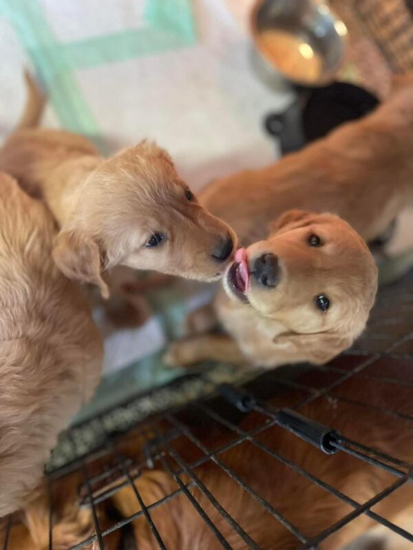 Golden Retriever Puppies