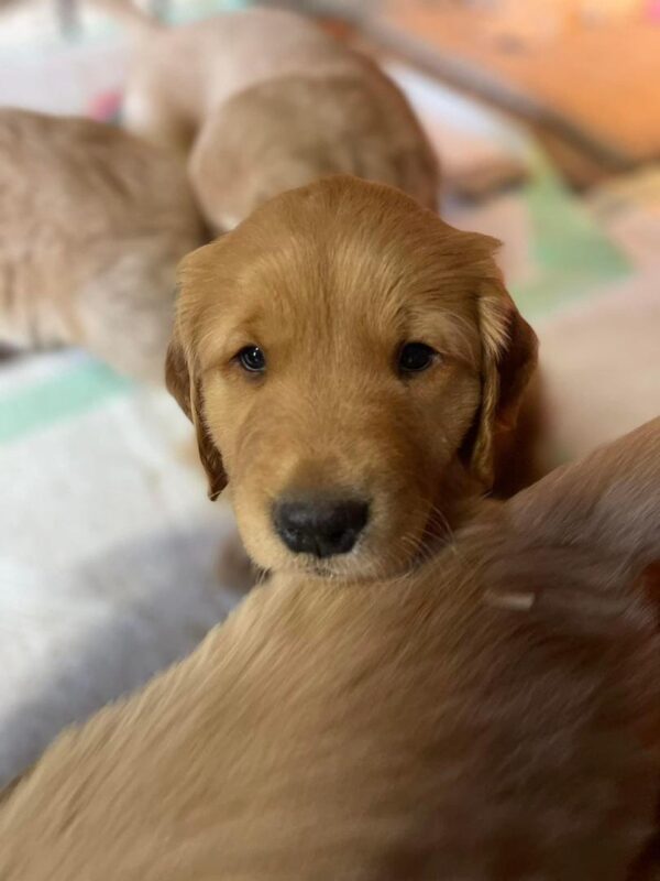 Golden Retriever Puppies