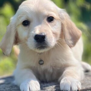 AKC Golden Retriever Puppies