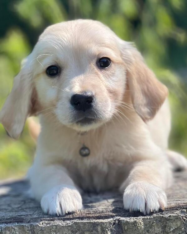 AKC Golden Retriever Puppies