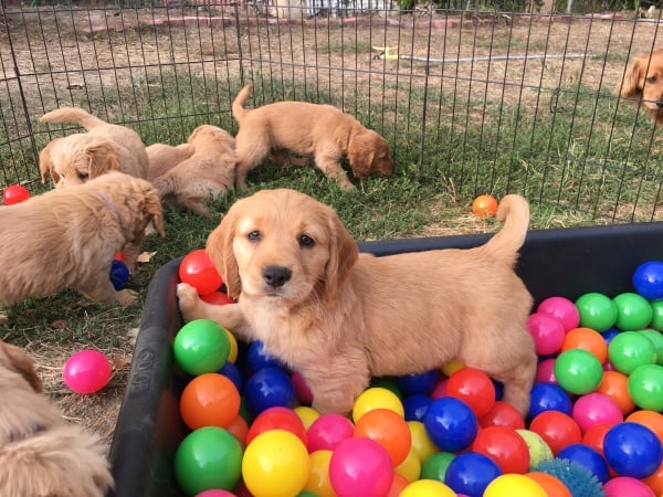 Adorable Golden Retriever Puppies for Sale! Adorable Golden Retriever Puppies for Sale!