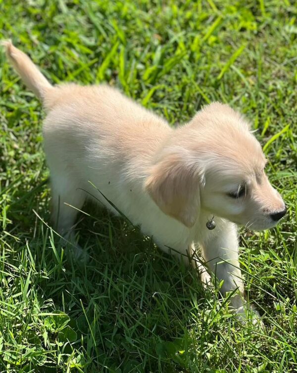 AKC Golden Retriever Puppies - Image 6